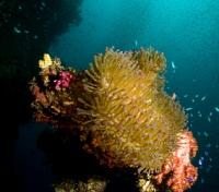 Diving in Chuuk Lagoon